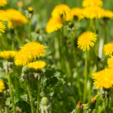 Dandelions